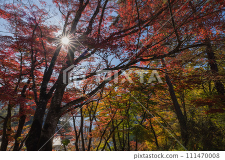 日本福島縣川沼郡柳津町圓藏寺、福萬國藏菩薩的秋葉 日本福島縣川沼郡柳津町圓藏寺、福萬國藏菩薩的秋葉 111470008