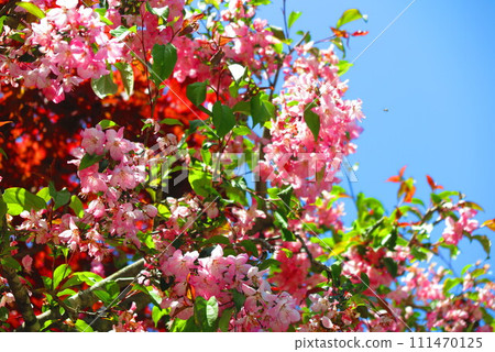 Scenery of a mountain trail full of red autumn leaves and pink flowers 1 Scenery of a mountain trail full of red autumn leaves and pink flowers 1 111470125