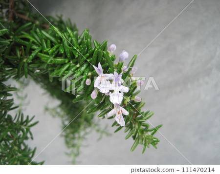 匍匐迷迭香與白花 111470214