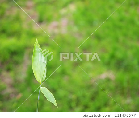 Green sprouts of the fresh green season Green sprouts of the fresh green season 111470577
