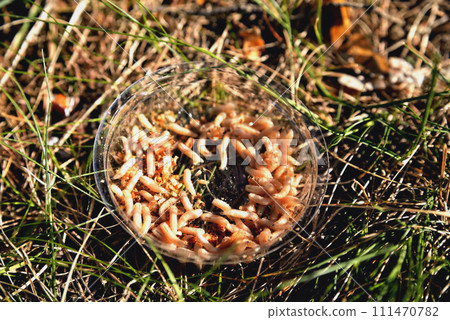 Maggots for fishing in a transparent box in the grass, sunlight, background, close-up 111470782