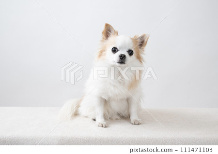 坐在白色背景中的吉娃娃 坐在白色背景中的吉娃娃 111471103