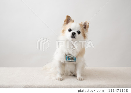 坐在白色背景中的吉娃娃 坐在白色背景中的吉娃娃 111471138