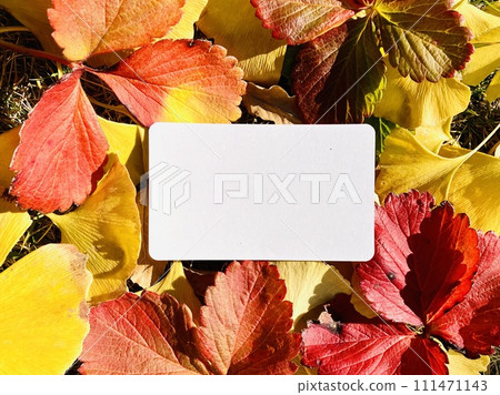 Autumn image_Autumn frame of colorful fallen leaves and white card 111471143