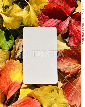 Autumn image_Autumn frame of colorful fallen leaves and white card 111471145