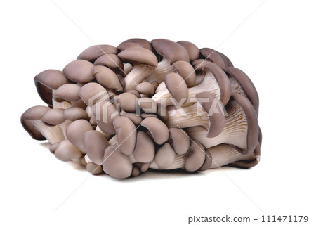 Edible natural oyster mushrooms, on a white plate, mushrooms for cooking and pickles Edible natural oyster mushrooms, on a white plate, mushrooms for cooking and pickles 111471179