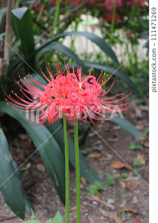 Red magic lily... Red magic lily... Red magic lily... Red magic lily... 111471269