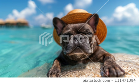 french bulldog wearing a hat on the beach 111471394
