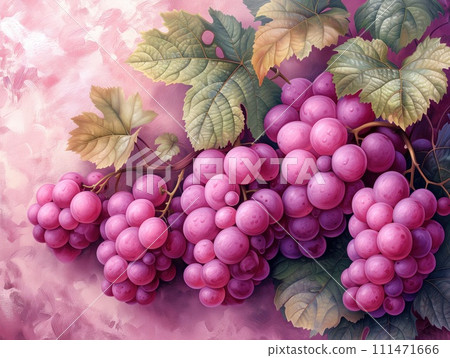 bunches of pink grapes close up 111471666