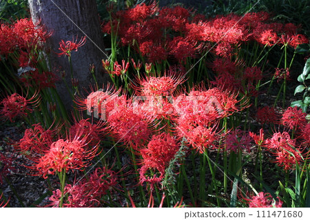 Red magic lily... Red magic lily... 111471680