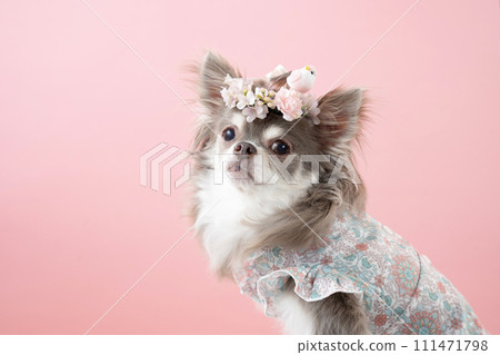 吉娃娃佩羅的半身像，坐在粉紅色的背上 111471798