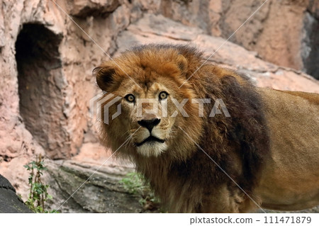 Male lion with wide eyes 111471879