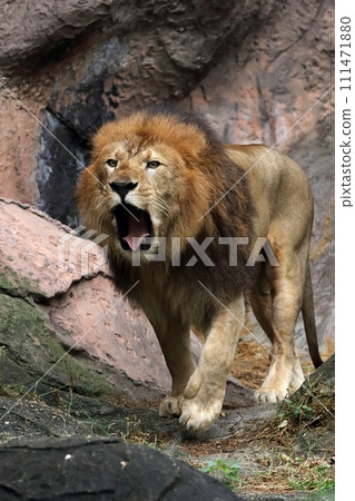 Male lion walking and roaring 111471880