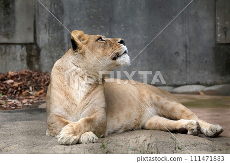 A female lion turns around and looks up A female lion turns around and looks up 111471883