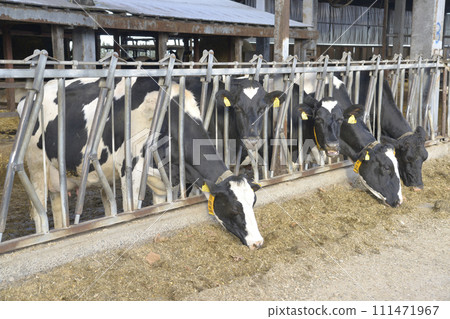 乳牛在牛棚排隊吃飼料 乳牛在牛棚排隊吃飼料 111471967