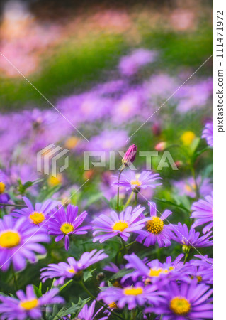 菊花 菊花 111471972