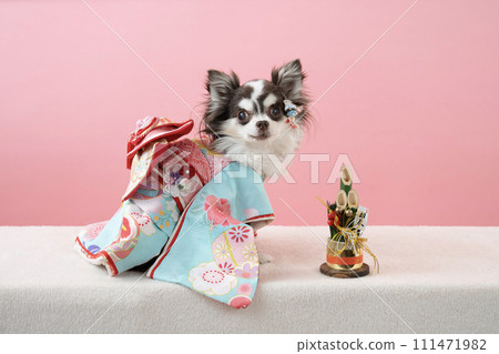 Chihuahua chocolate with pink background and best clothes 111471982