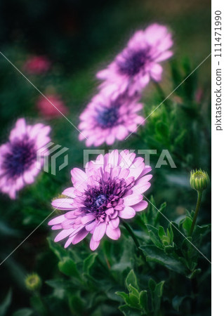 菊花 111471990