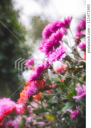 Chrysanthemum 111471995