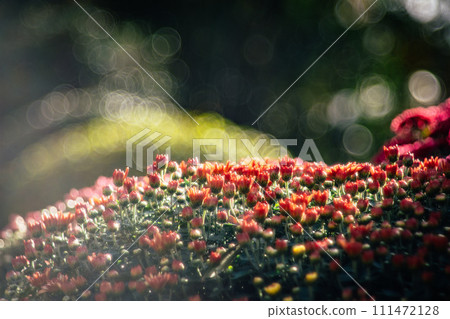 菊花 菊花 111472128
