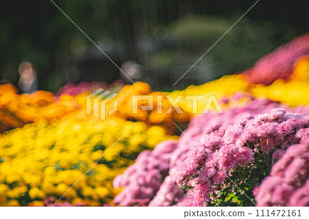Chrysanthemum Chrysanthemum 111472161
