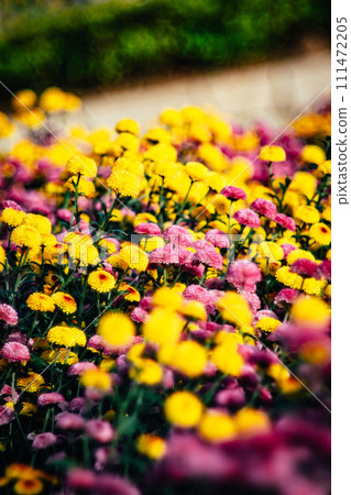 Chrysanthemum Chrysanthemum 111472205