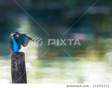 Kingfisher perched on a pile (copy space) Kingfisher perched on a pile (copy space) 111472322