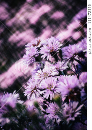 Chrysanthemum Chrysanthemum 111472336