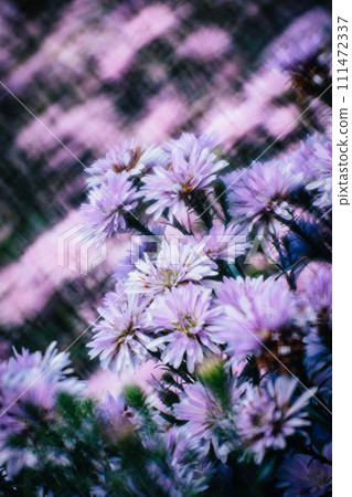 Chrysanthemum Chrysanthemum 111472337