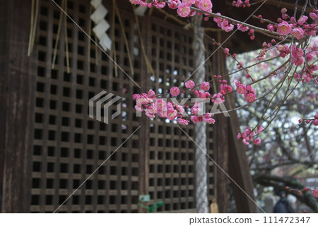 神社內盛開的粉紅梅花 神社內盛開的粉紅梅花 111472347