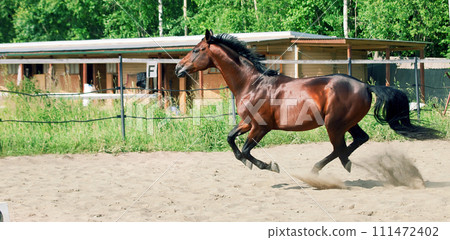 beautiful bay horse running speedily in paddock 111472402
