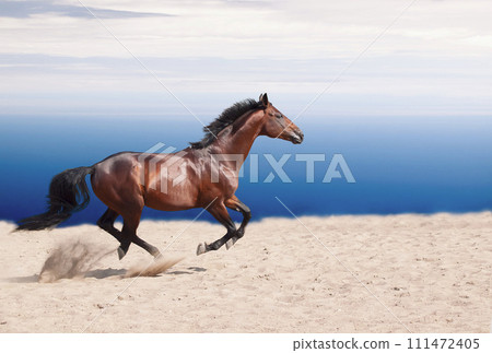 wonderful marine landscape with beautiful bay horse 111472405