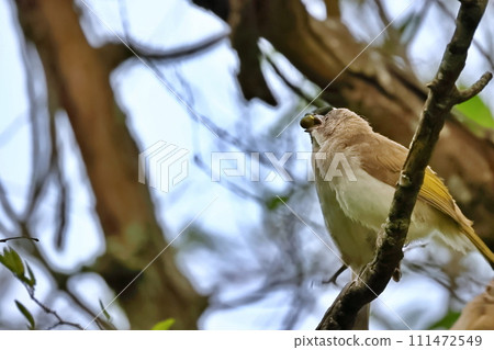 白頭翁在自然中餵食幼鳥 白頭翁在自然中餵食幼鳥 111472549