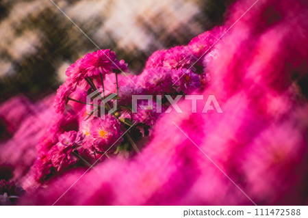 Chrysanthemum Chrysanthemum 111472588