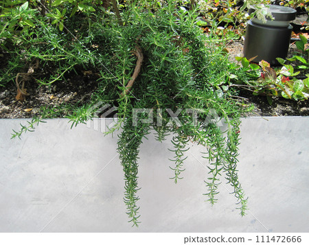 匍匐迷迭香 匍匐迷迭香 111472666