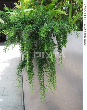 匍匐迷迭香 111472674