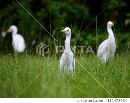 白鷺鷥與鷹的和諧之舞:競爭與協作的展覽 白鷺鷥與鷹的和諧之舞:競爭與協作的展覽 111472684