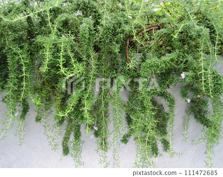 creeping rosemary creeping rosemary 111472685