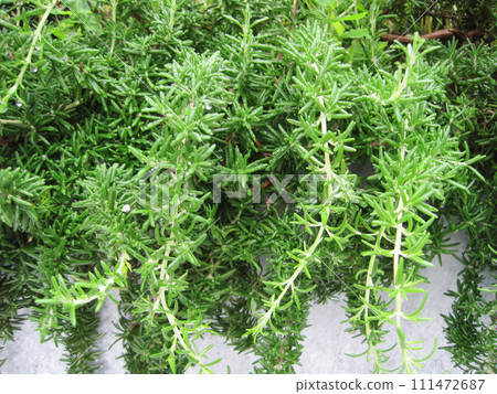 creeping rosemary 111472687