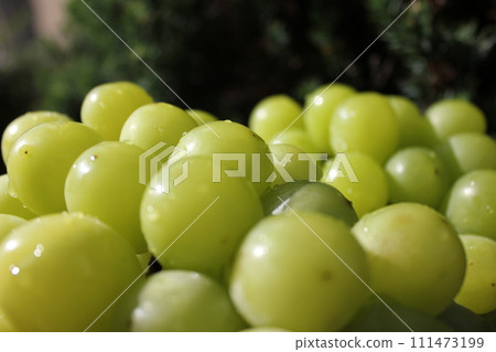 ~ Grape ~ ○ ◯ * + ○ Shine Muscat ○ + ◯ * ○. ~ Grape ~ ○ ◯ * + ○ Shine Muscat ○ + ◯ * ○. 111473199