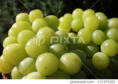 ~ Grape ~ ○ ◯ * + ○ Shine Muscat ○ + ◯ * ○. ~ Grape ~ ○ ◯ * + ○ Shine Muscat ○ + ◯ * ○. 111473202