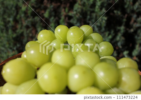 ~ Grape ~ ○ ◯ * + ○ Shine Muscat ○ + ◯ * ○. 111473224