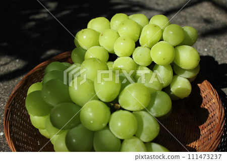 ~ Grape ~ ○ ◯ * + ○ Shine Muscat ○ + ◯ * ○. 111473237