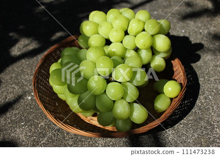 ~ Grape ~ ○ ◯ * + ○ Shine Muscat ○ + ◯ * ○. 111473238