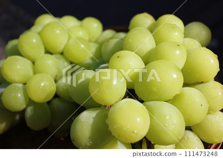 ~ Grape ~ ○ ◯ * + ○ Shine Muscat ○ + ◯ * ○. 111473248