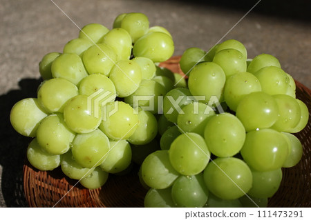 ~ Grape ~ ○ ◯ * + ○ Shine Muscat ○ + ◯ * ○. 111473291