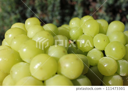~ Grape ~ ○ ◯ * + ○ Shine Muscat ○ + ◯ * ○. 111473301