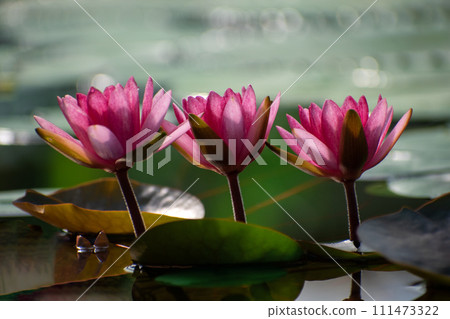 Three pink water lily flowers close-up in cont light Three pink water lily flowers close-up in cont light 111473322