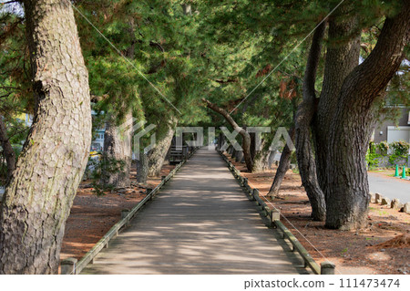 Miho no Matsubara God's way Miho no Matsubara God's way 111473474