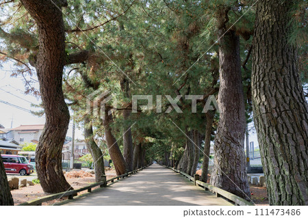 Miho no Matsubara上帝的方式 111473486